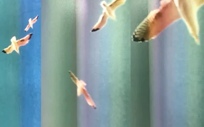 Selfie’s Despised Sibling